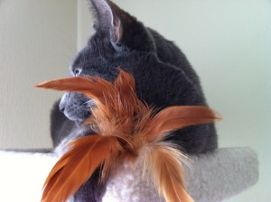 o0800059811742541066