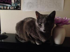 "I'm watching you, Minion. Now, get up and feed me."