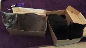 "This bed will do, minion. It hugs me nicely."