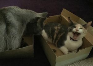 Rio: "HAH! This box is mine now!"