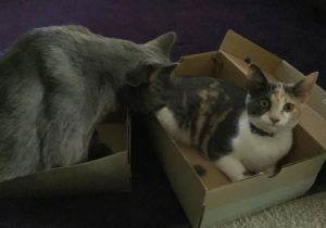 Rio: "I mean..This box will do. Now go fetch me my treats, peasant." 