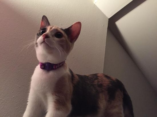 "Why are you laying down, peasant? It's play time!"