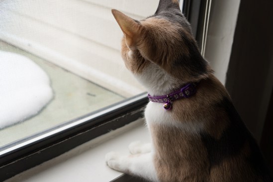 15936002623_c862399c67_o