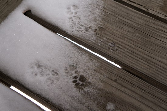 16368732030_918f2a8fb4_o