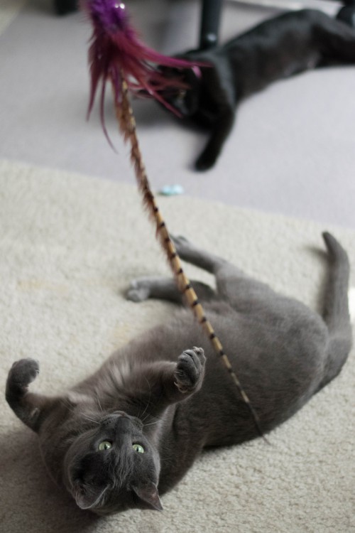 21237418452_c2215ab773_o